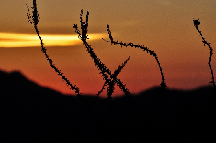 desert floor at sunset